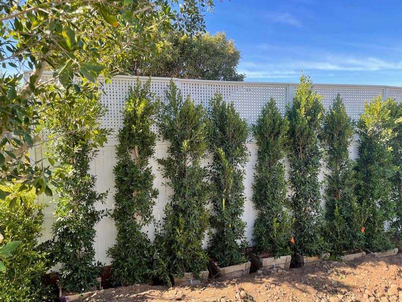 Organic pest management strategies ensuring a safe and eco-friendly environment