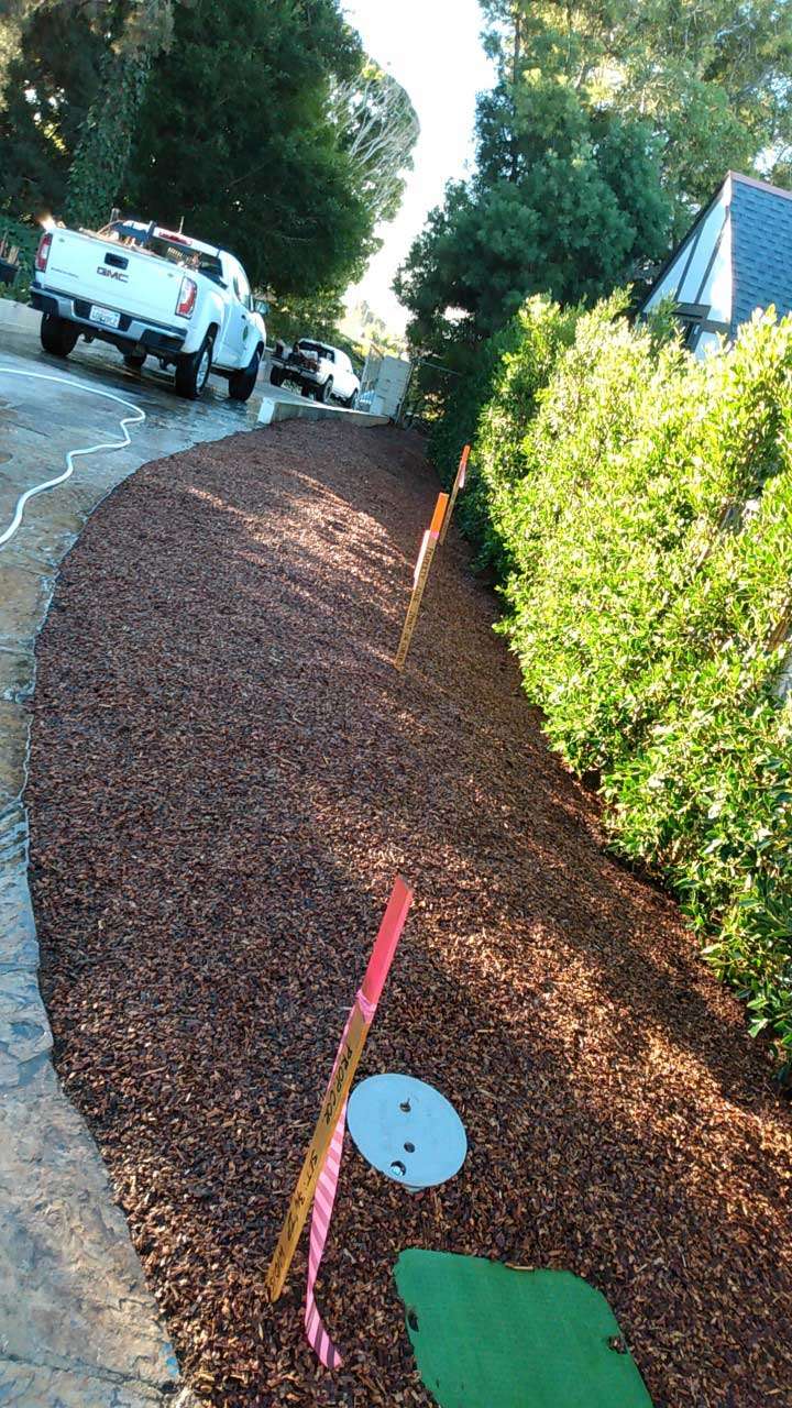 Natural pest deterrents and biological controls for sustainable pest management