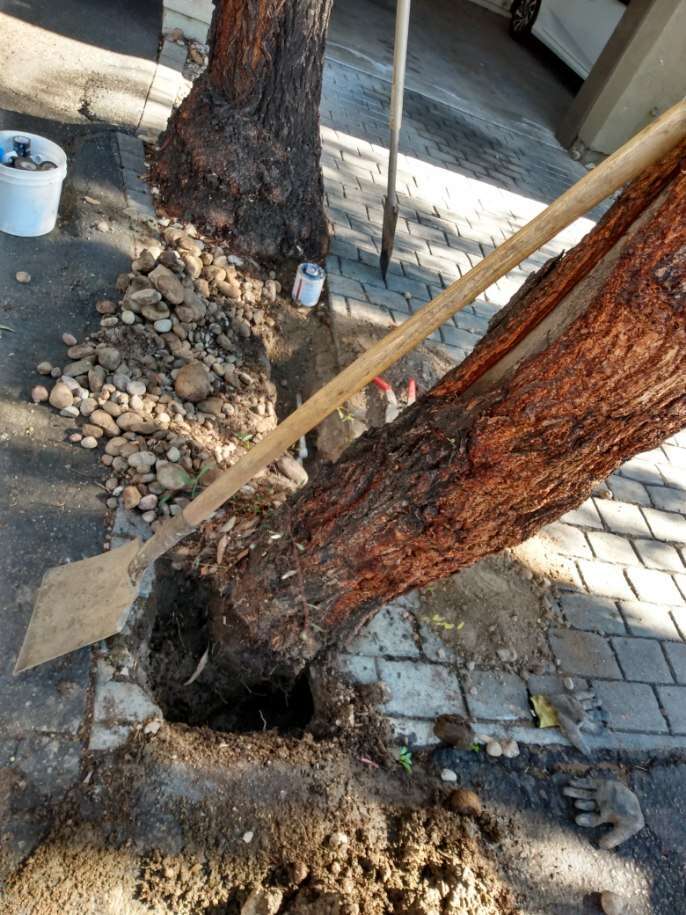 Skilled arborist providing tree management services for healthy and well-maintained trees